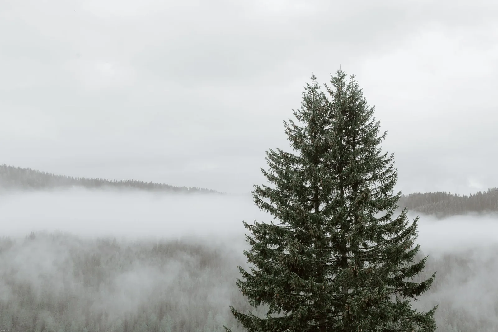 Fog settling over a forested mountain ridge
